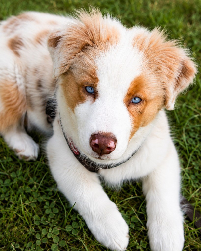Australian-Shepherd-Welpe Mailo liegt entspannt im Gras