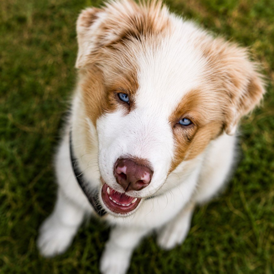 Mailo, ein Australian-Shepherd-Welpe, schaut von unten in die Kamera